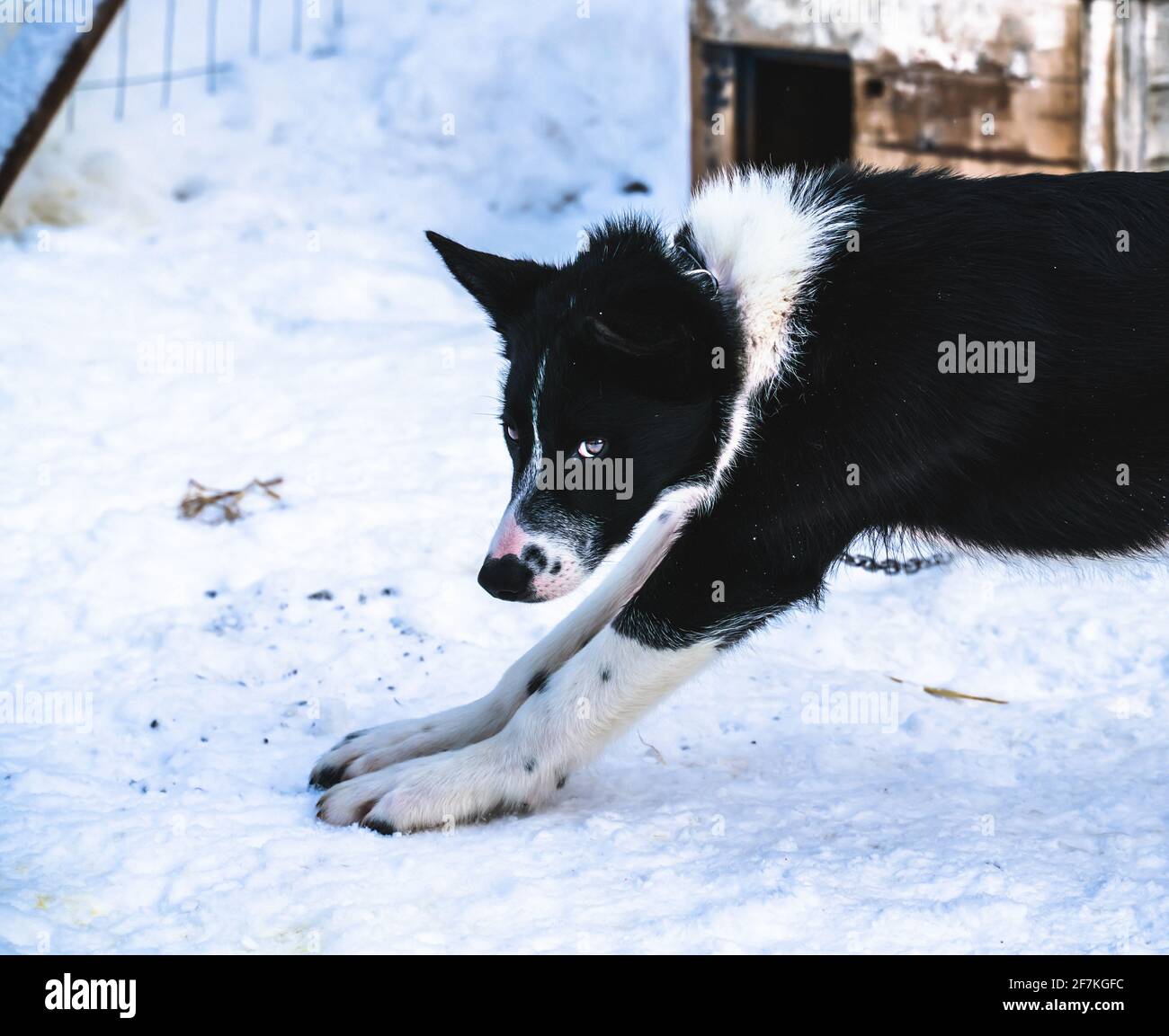 Chien de traîneau husky d'Alaska noir et blanc se détendant dans la cage. Banque D'Images