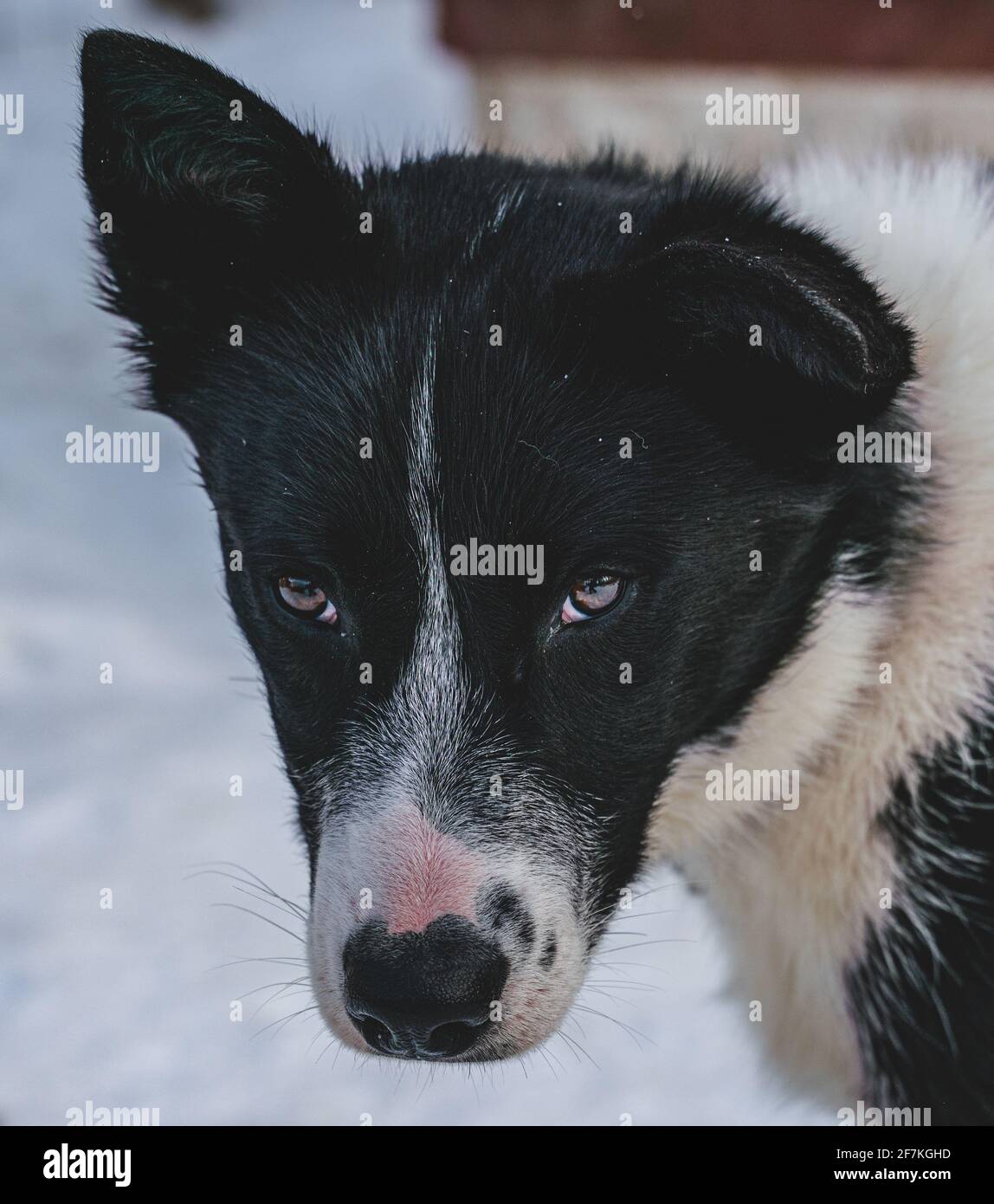 Gros plan sur un chien de traîneau Husky d'Alaska. Banque D'Images