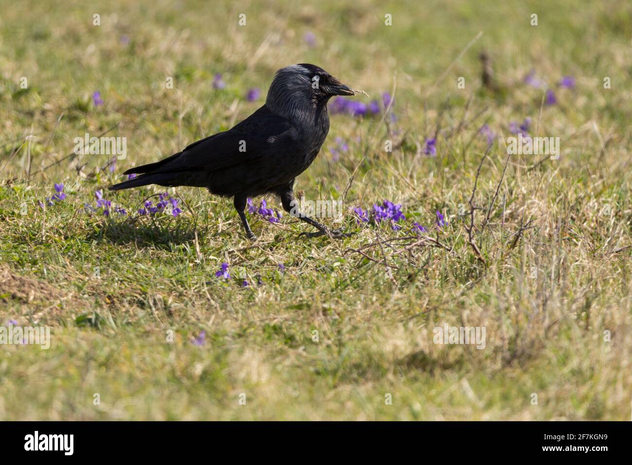 Yeux Vitreux Banque De Photographies Et D Images A Haute Resolution Alamy