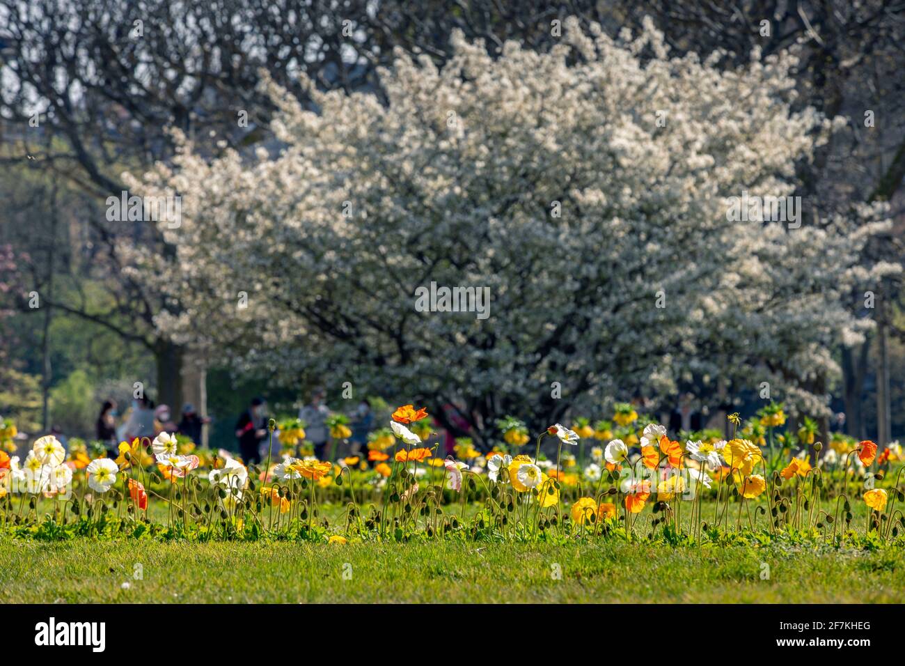 Paris, France - 31 mars 2021 : magnifique cerisier blanc en fleurs au jardin des plantes à Paris, le jour de mars au printemps ensoleillé Banque D'Images