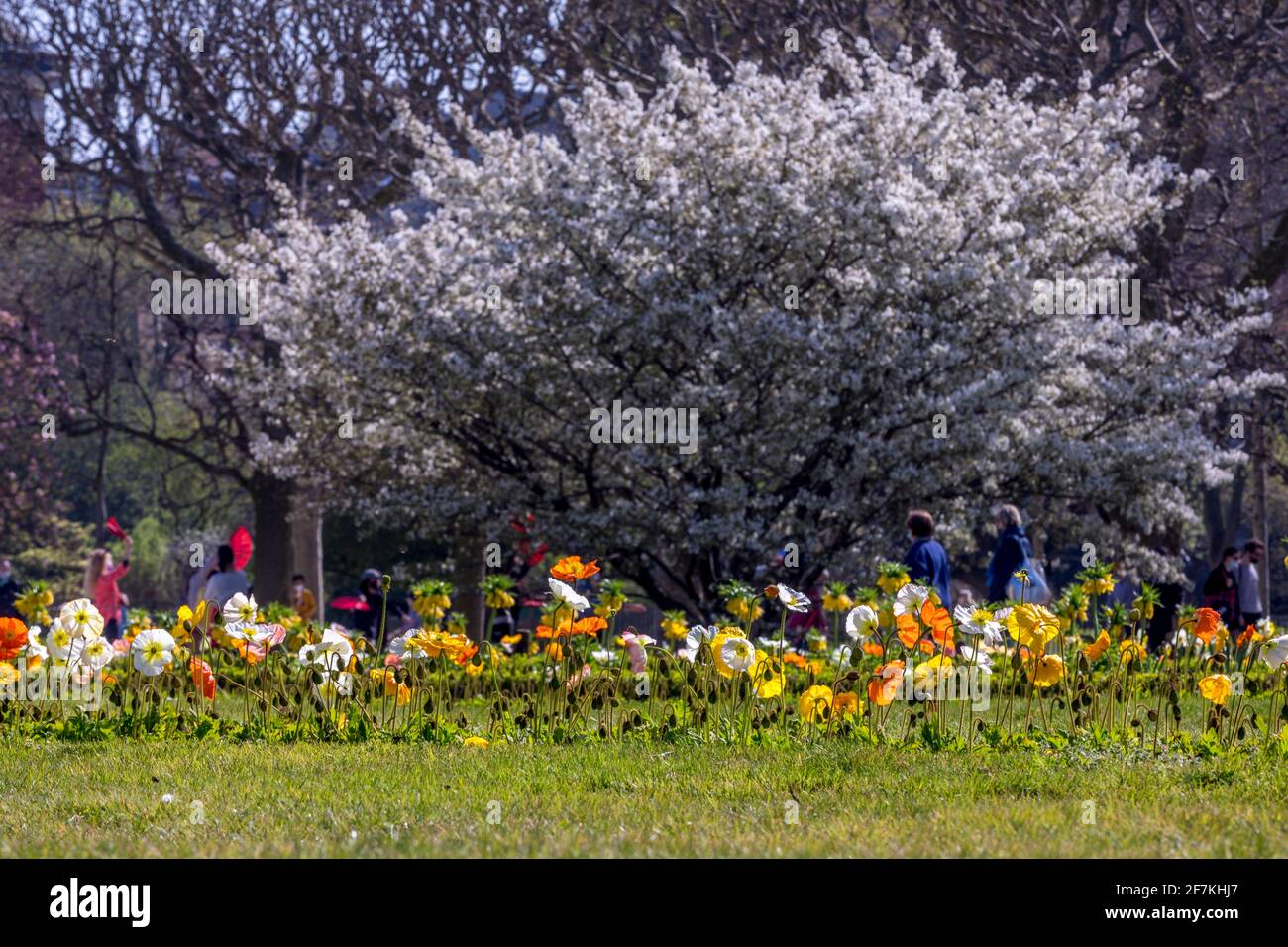 Paris, France - 31 mars 2021 : magnifique cerisier blanc en fleurs au jardin des plantes à Paris, le jour de mars au printemps ensoleillé Banque D'Images