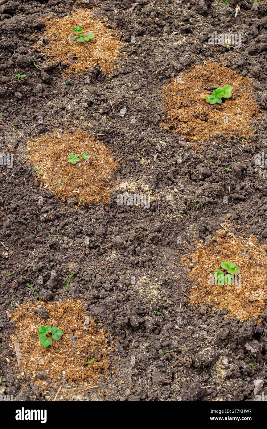 Culture de fraises. De petites plantules de fraises sont plantées dans des trous dans le sol et arrosées de paillis de sciure. Banque D'Images