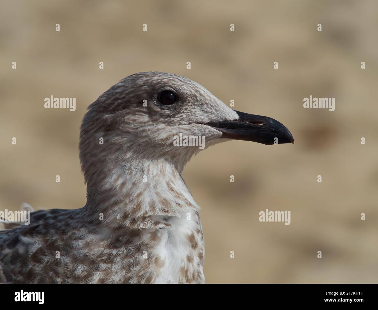 Gros plan portrait d'un jeune harengs sur fond déconcentré de sable doré. Banque D'Images