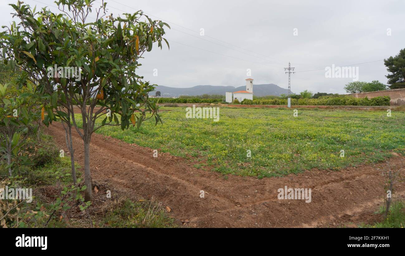 Champ fraîchement planté de tomates et de laitue Banque D'Images