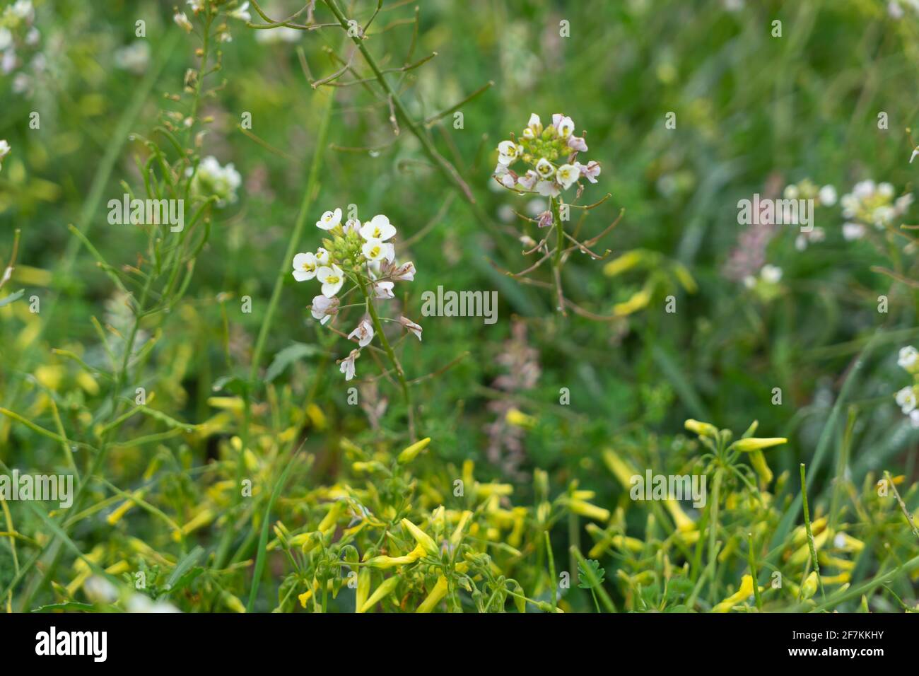 Fleurs de la zone humide de Marjal del Moros à Sagunto, Valence Banque D'Images