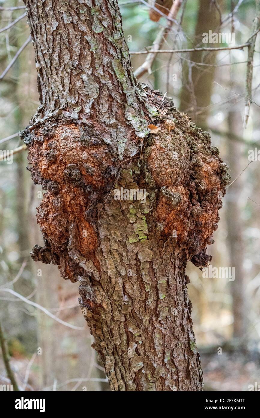 Un terrier commun trouvé dans une forêt de comté de Door. Banque D'Images