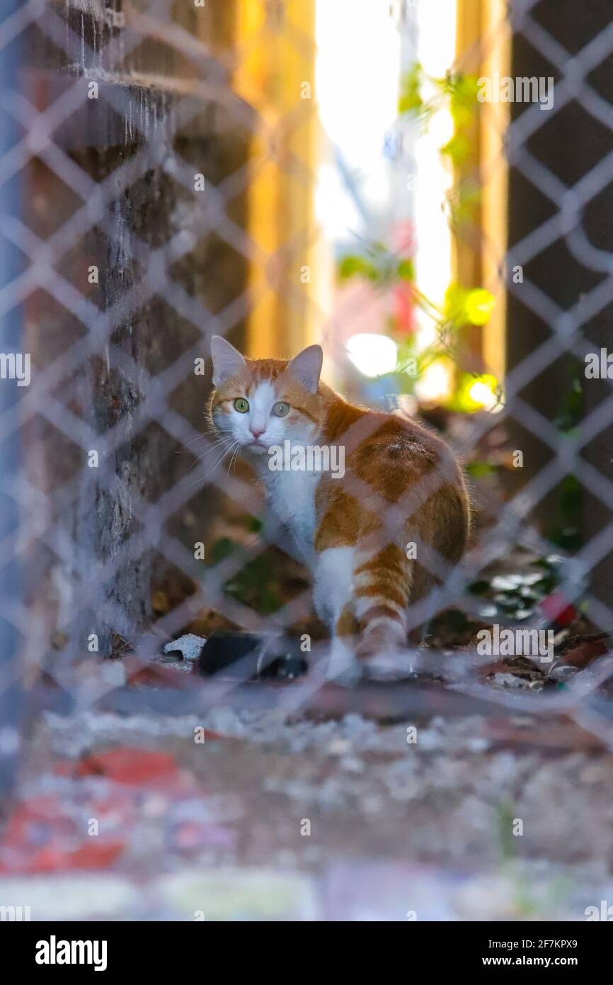 Chat curieux derrière la clôture Banque D'Images