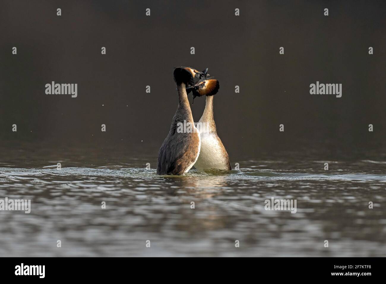 Grande paire de grebes à crête (Podiceps cristatus) exécutant une partie du rituel de la cour connu sous le nom de danse des mauvaises herbes. Banque D'Images