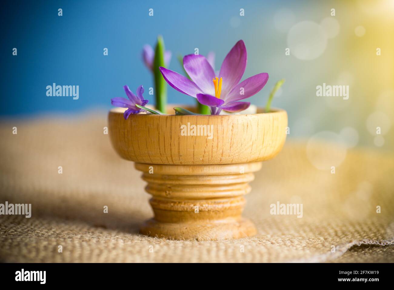 printemps crocus pourpre tôt dans un pot en bois Banque D'Images