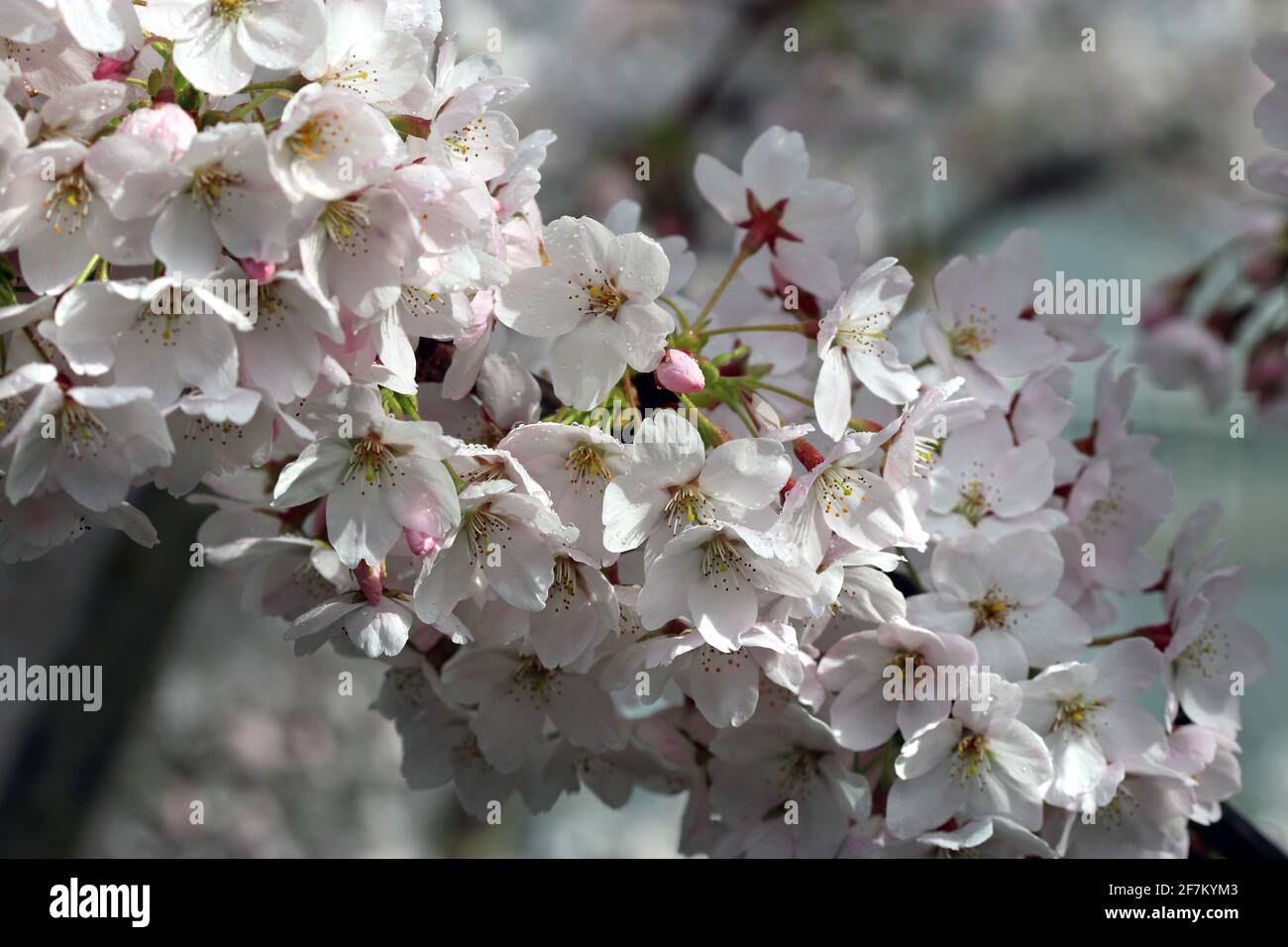 Yoshino Cherry Tree - UN détail d'une branche de Floraison prise au mois de mars dans un jardin Dans le sud de l'Angleterre Banque D'Images
