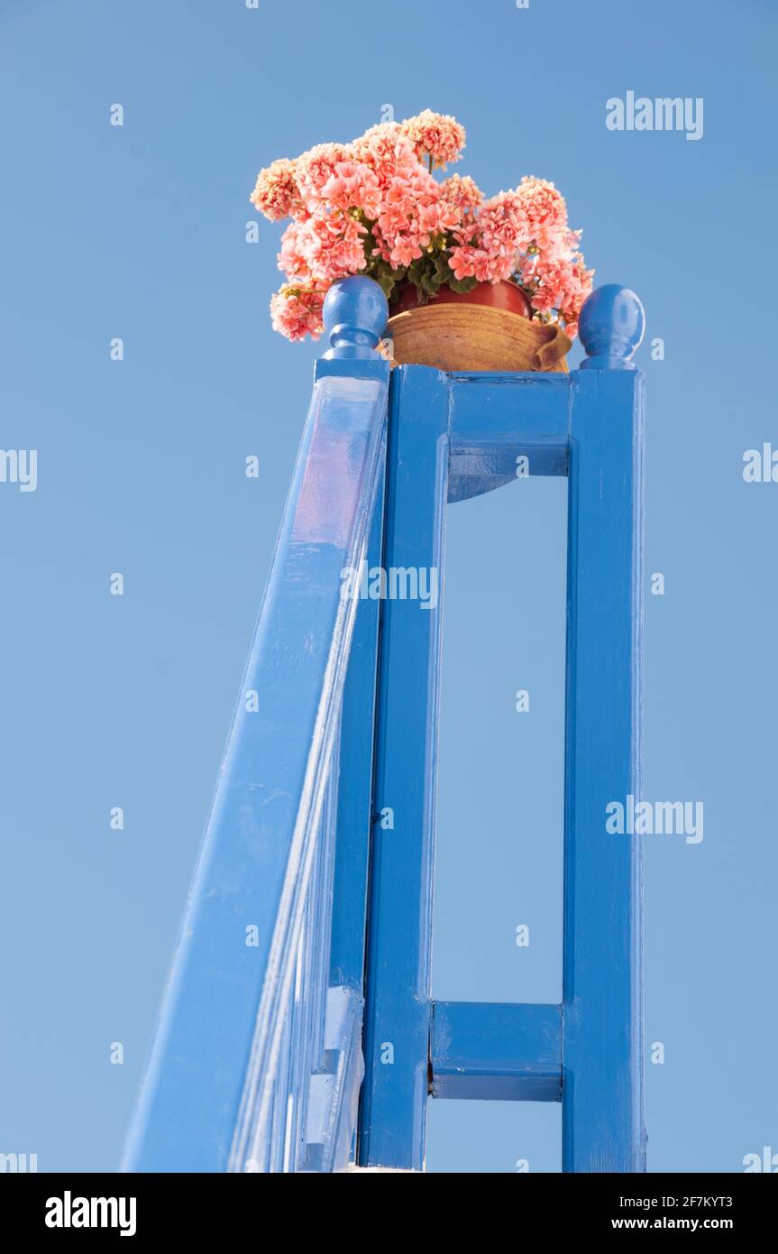 Gros plan d'une plante en pot de géranium ou de pélargonium reposant dans un escalier en bois d'une maison en Grèce. En arrière-plan, un mur bleu Banque D'Images