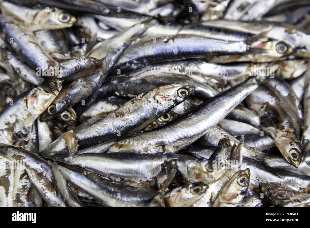 Détail du poisson bleu en mauvais état Banque D'Images