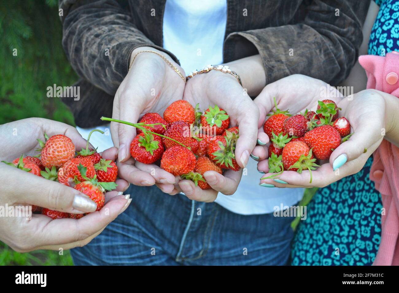 Womans belles mains tenant une poignée de fraises mûres, champ de ferme en arrière-plan.jolie scène d'été avec des baies rouges.récolte dans le pays. Banque D'Images