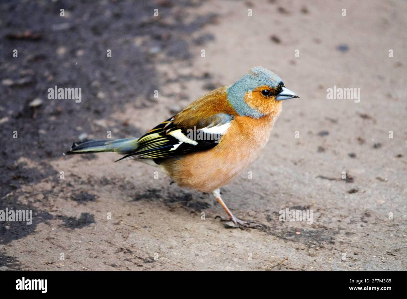 Chaffinch Bird Fringilla coelebs mâle Songbird adulte plumage printemps animal sauvage randonnée au sol République tchèque Europe Banque D'Images