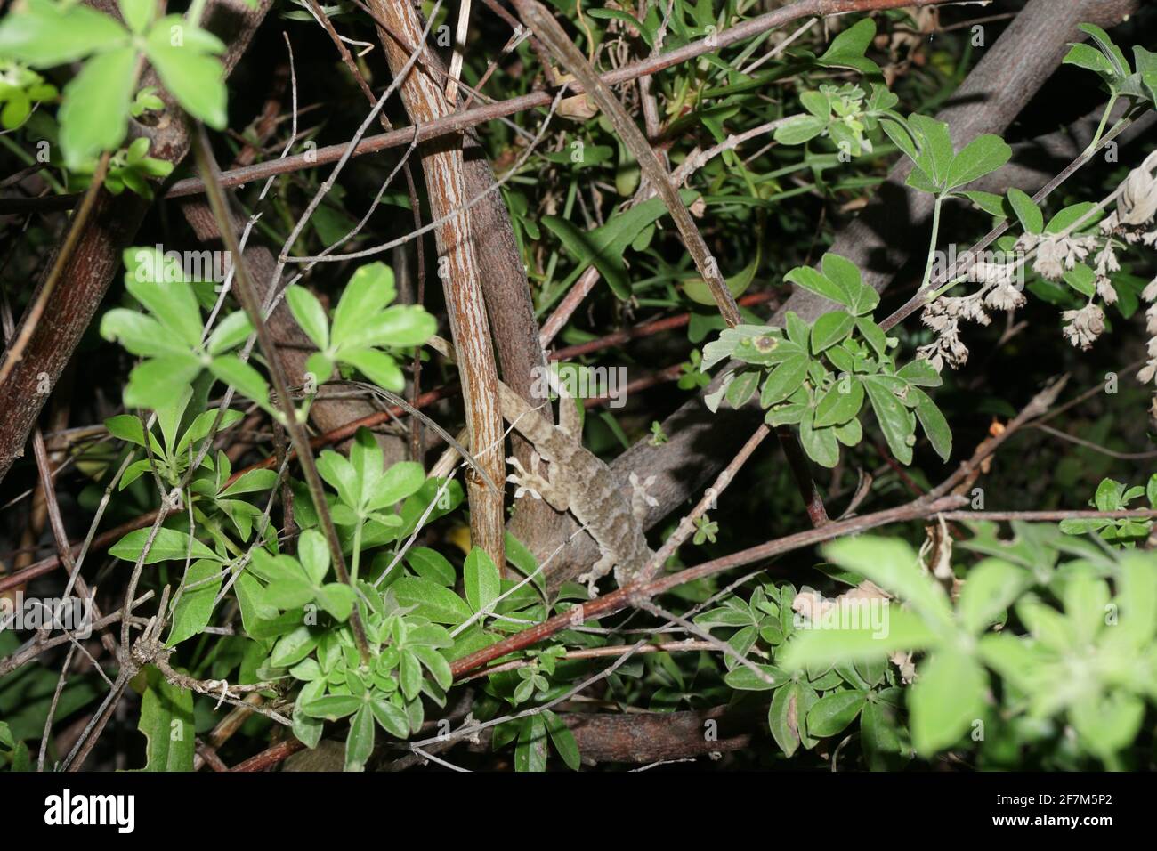 (210408) -- CHENGDU, 8 avril 2021 (Xinhua) -- photo de fichier prise par un chercheur chinois montre un Gekko jinjiangensis dans le comté de Deqin, dans le sud-ouest de la province du Yunnan. Des chercheurs chinois ont découvert une nouvelle espèce de gecko vivant à haute altitude dans les provinces du Sichuan et du Yunnan, dans le sud-ouest de la Chine. Banque D'Images