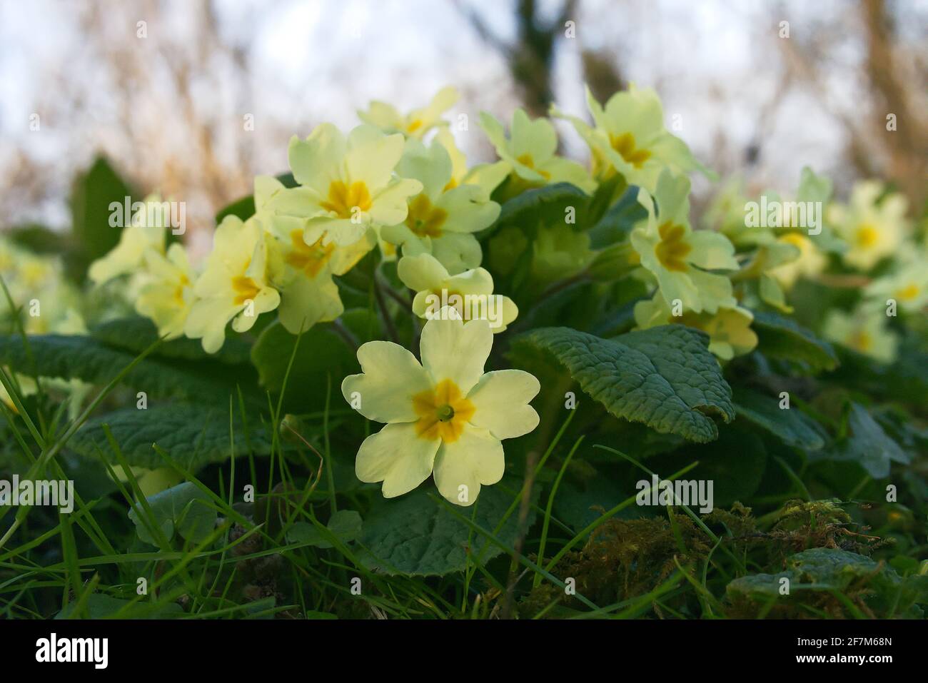 Primrosiers sauvages, primula vulgaris, poussant dans les bois - tôt le matin, printemps dans le Bedfordshire, Angleterre, Royaume-Uni Banque D'Images
