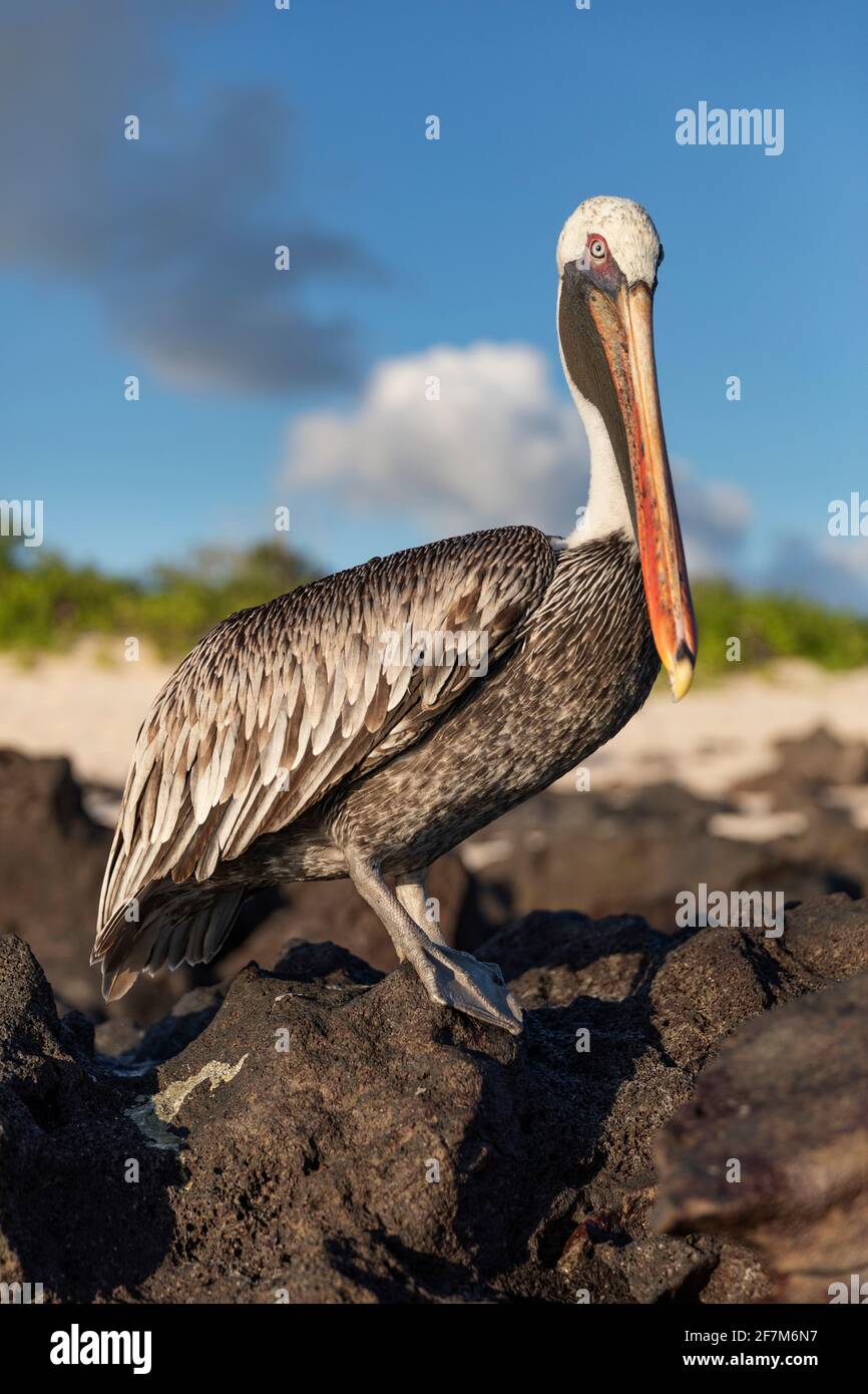 Pélican brun à la plage de San Cristobal île de Galapagos. (CTK photo/Ondrej Zaroba) Banque D'Images