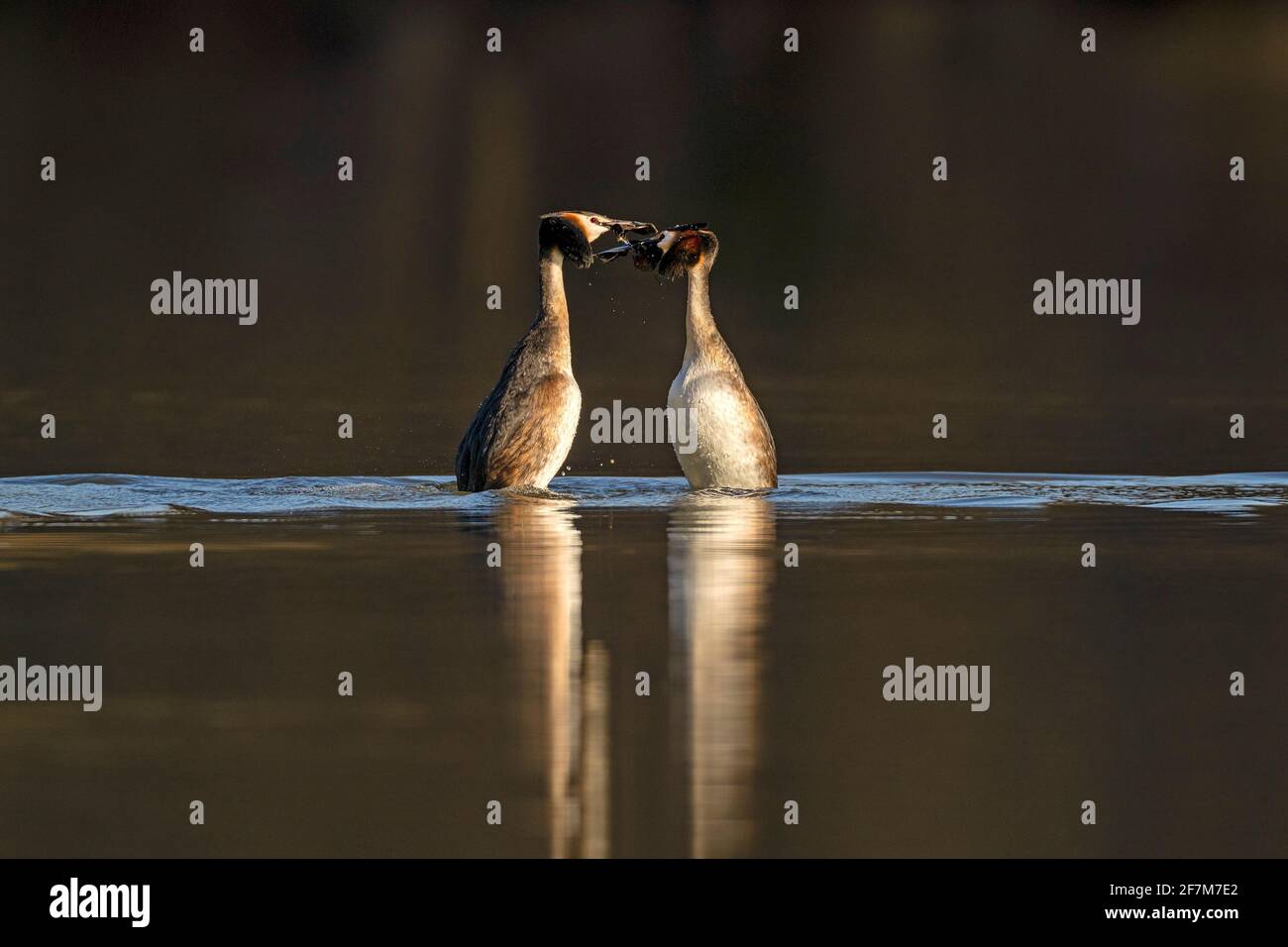 Grande paire de grebes à crête (Podiceps cristatus) exécutant une partie du rituel de la cour connu sous le nom de danse des mauvaises herbes. Banque D'Images