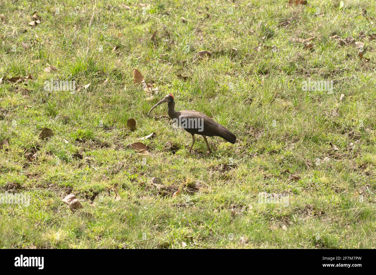 Oiseau ibis à la serviette rouge Banque D'Images