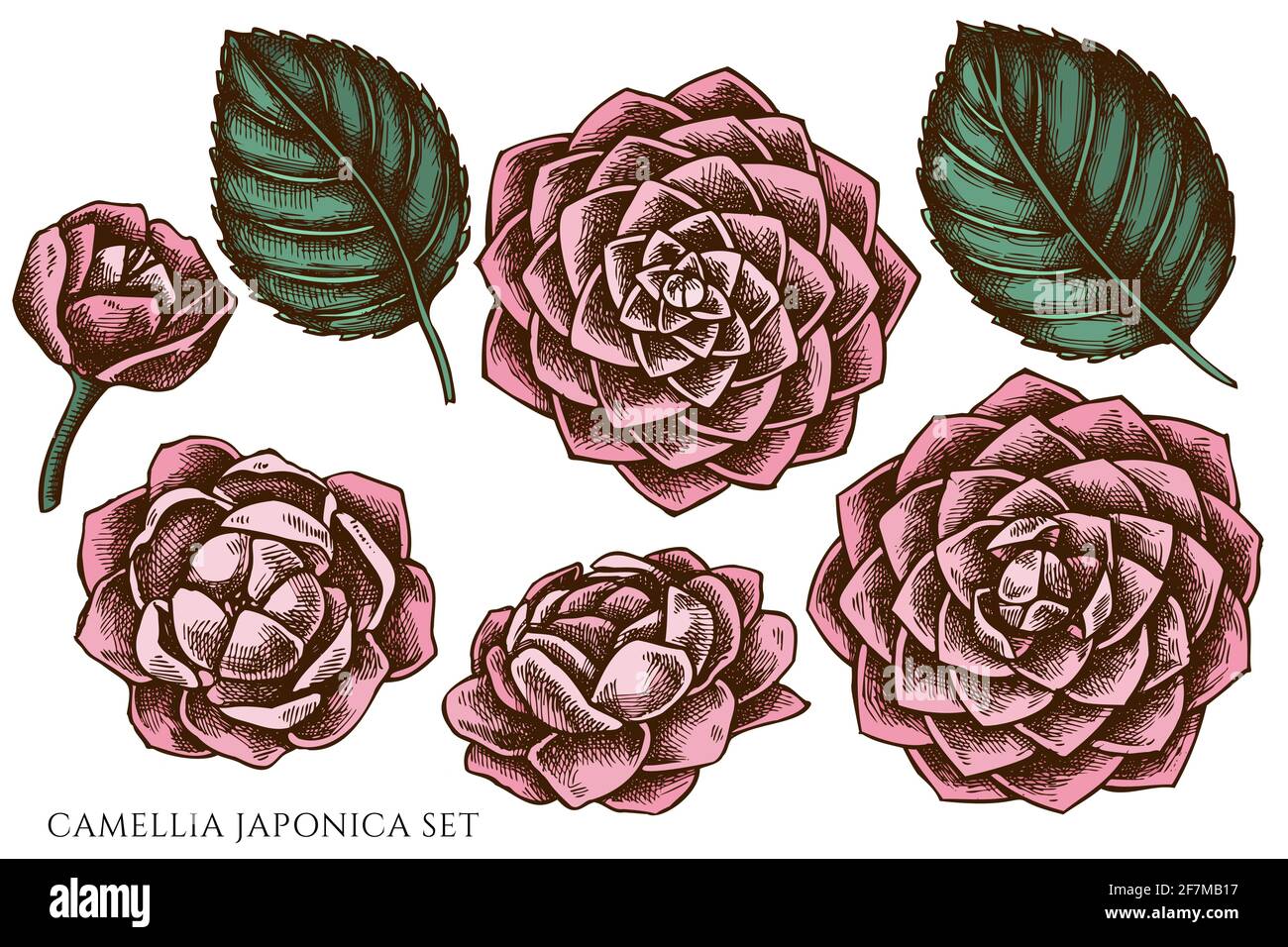 Ensemble vectoriel de camélia japonica de couleur dessiné à la main Illustration de Vecteur