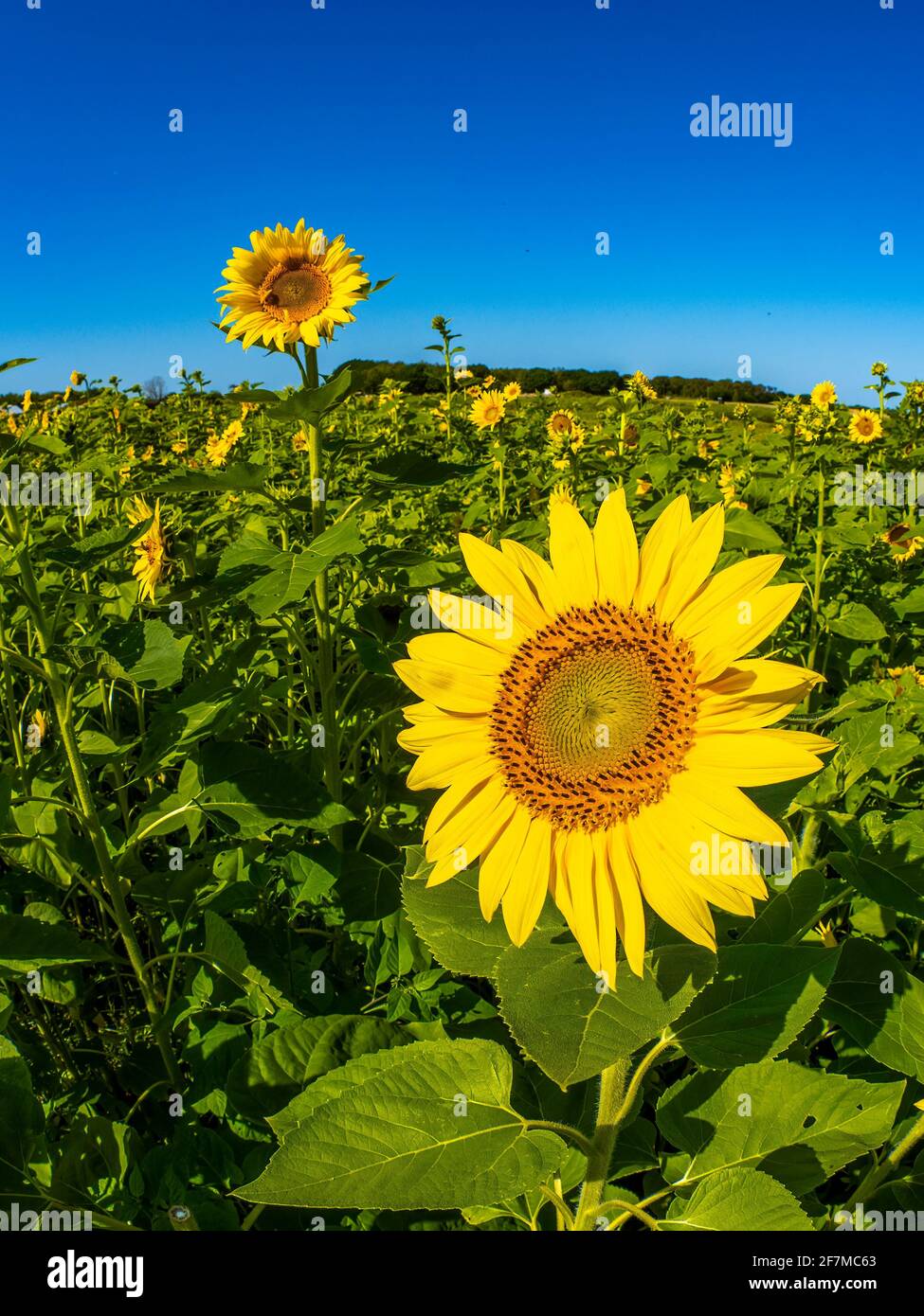 Gros plan d'un pianiste de tournesol un ciel bleu profond Banque D'Images