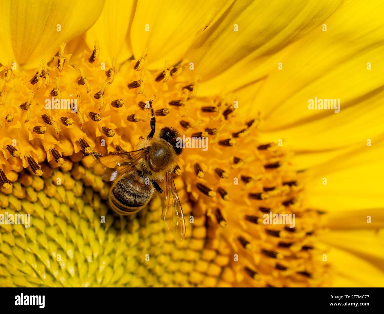 Gros plan d'une abeille occidentale sur un tournesol Banque D'Images