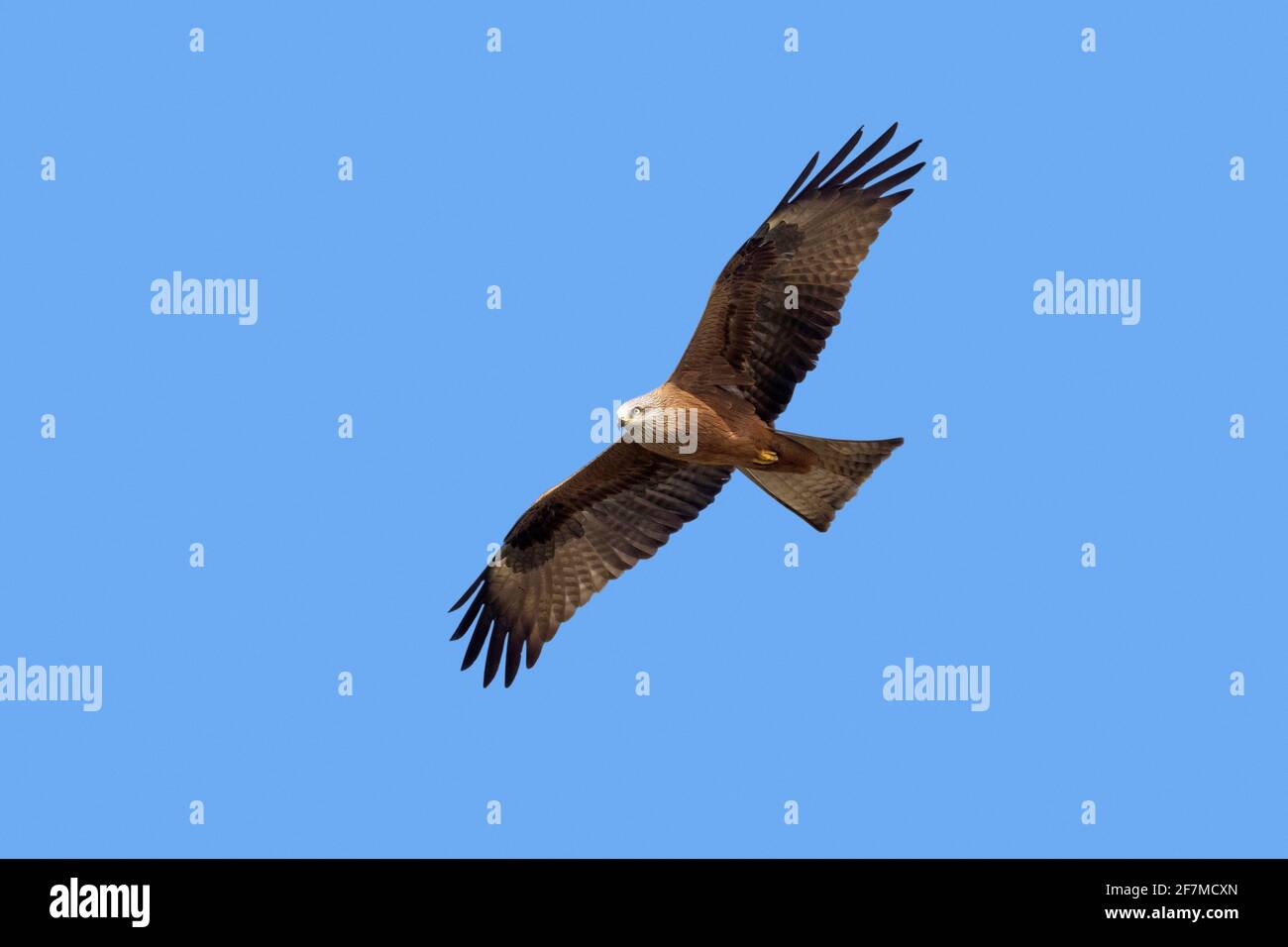 Cerf-volant noir (Milvus migrans) en vol contre le ciel bleu Banque D'Images