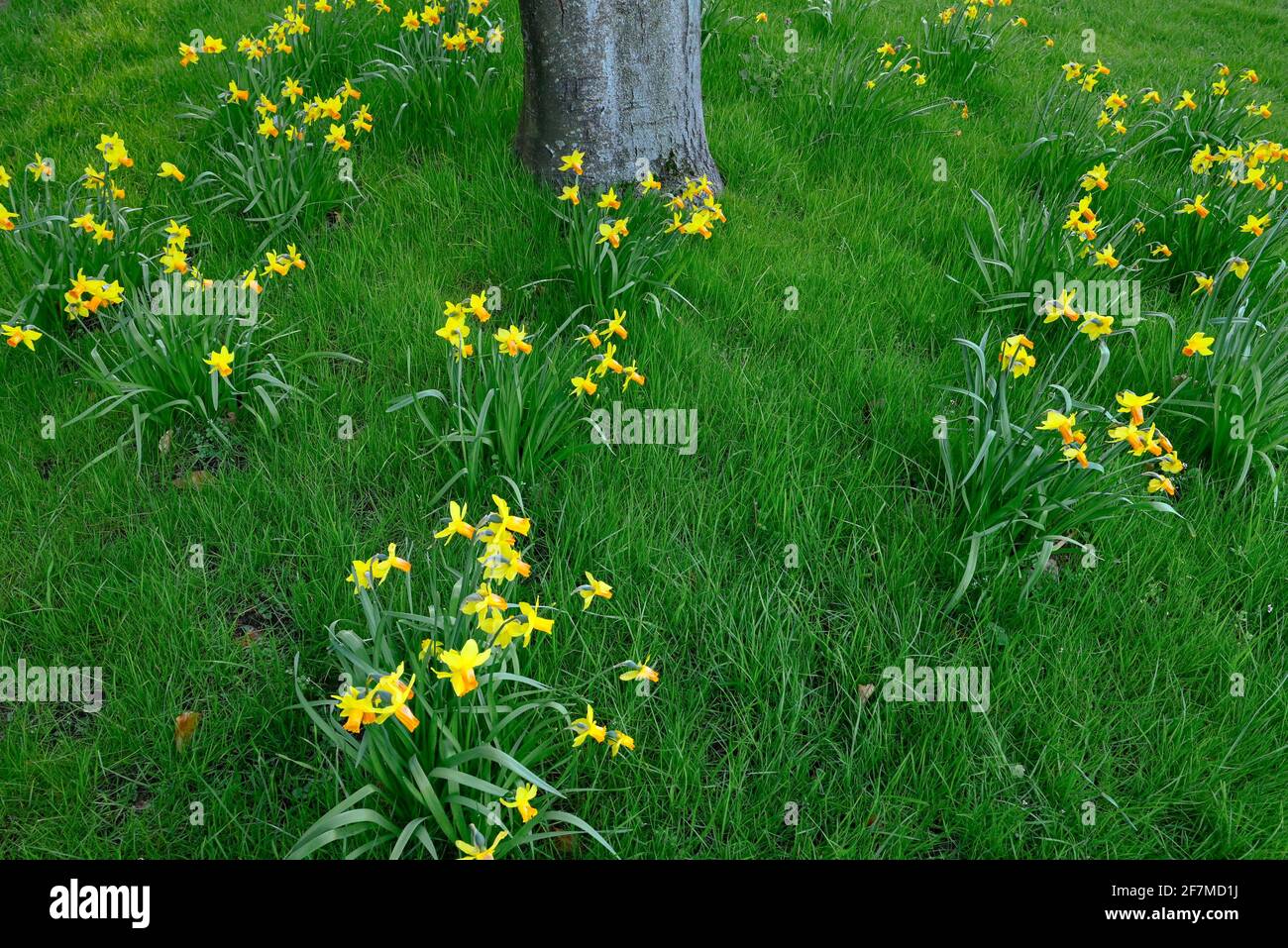 Jonquilles en pelouse Banque D'Images