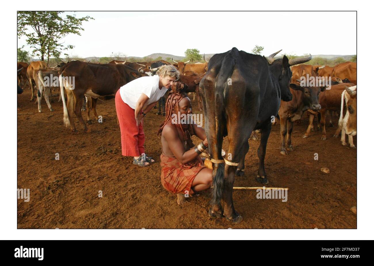 Appel de Noël indépendant...... Développement rural intégré et conservation de la nature (IRDNC) en Namibie. Anna Davies, équipe de l'IRDNC, observe un membre de la communauté Himba qui traite une vache, dans la bande de Caprivi, en N.E. Namibie Photographie par David Sandison novembre 2004 Banque D'Images