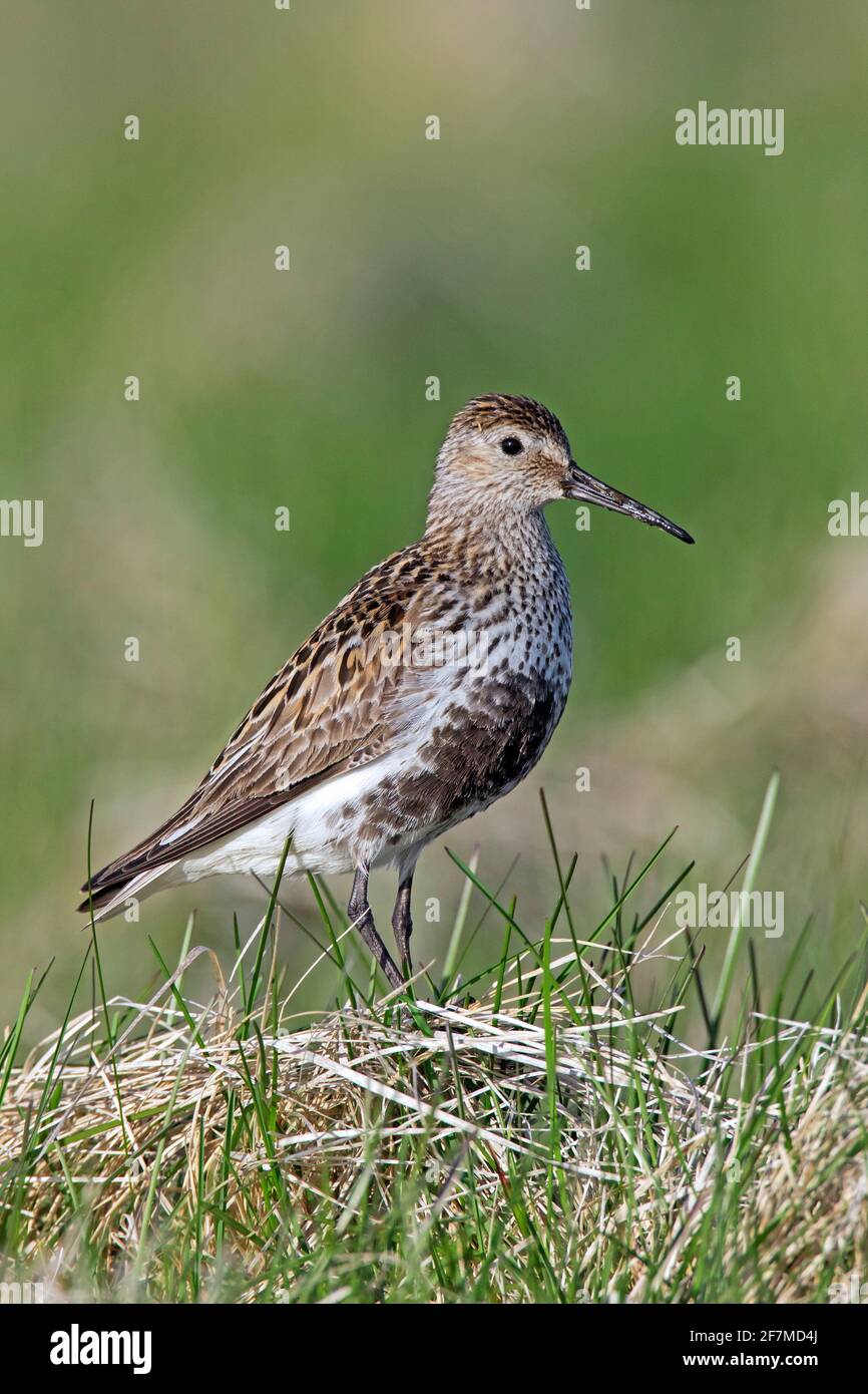 Dunlin (Calidris alpina schinzii) dans le plumage de reproduction dans les prairies en été, Islande Banque D'Images