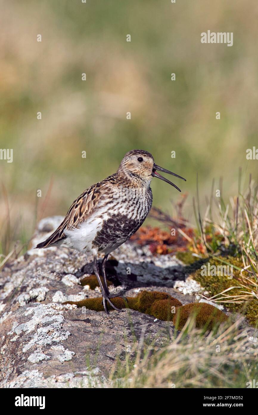 Dunlin (Calidris alpina schinzii) dans le plumage de reproduction appelant de la roche dans les prairies en été, Islande Banque D'Images