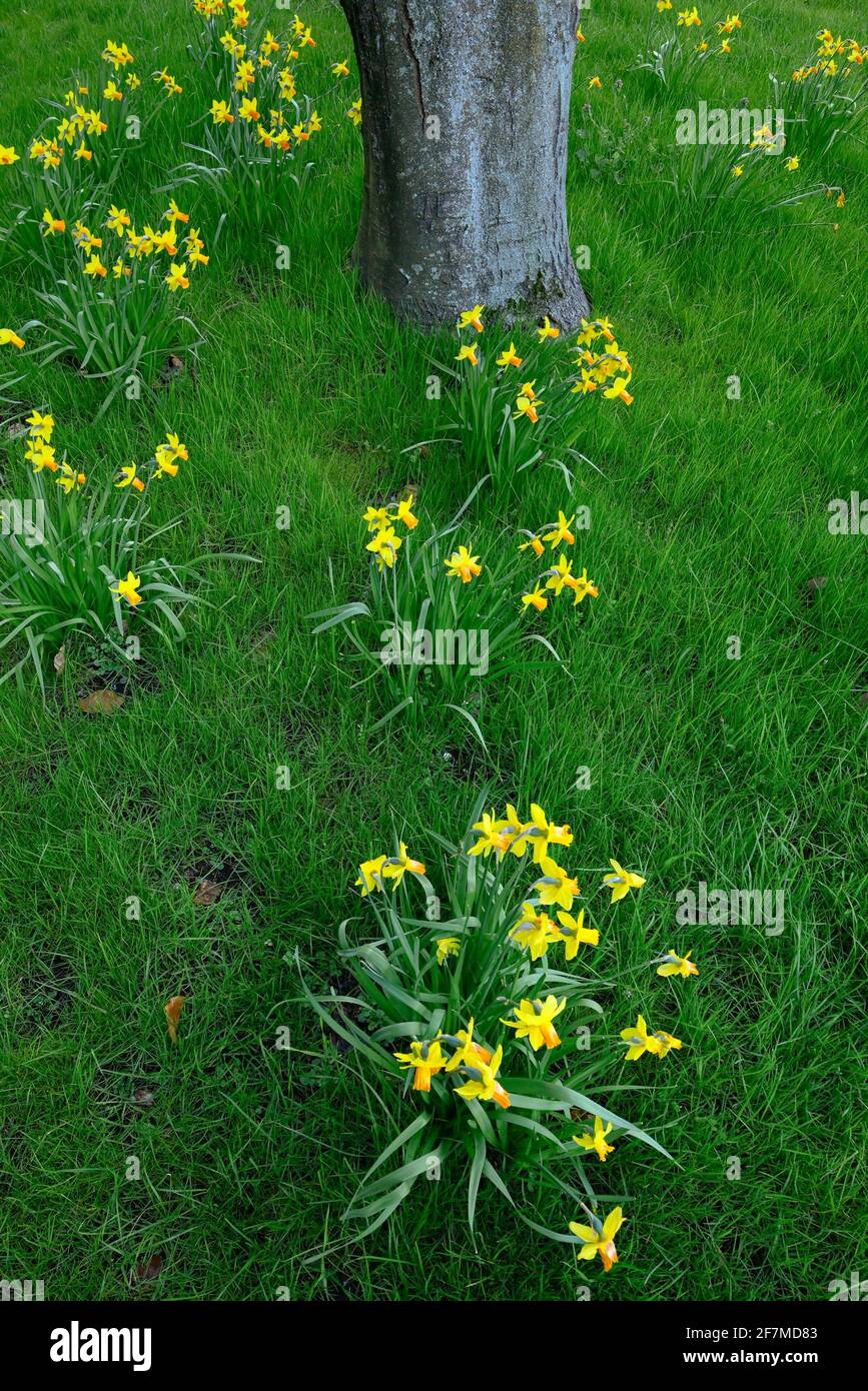 Jonquilles en pelouse Banque D'Images