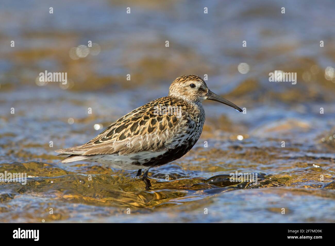 Dunlin (Calidris alpina schinzii) dans la reproduction de plumage en eau peu profonde en été, Islande Banque D'Images