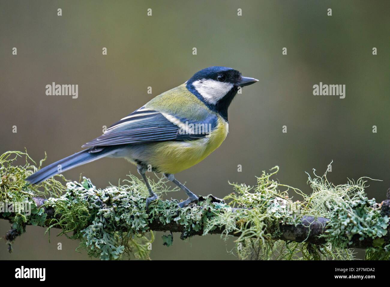 Great Tit (Parus major) perchés sur des couverts de lichen en forêt Banque D'Images