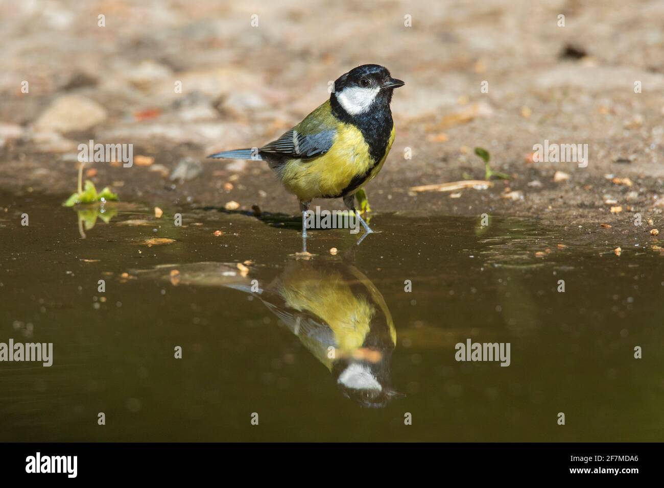 Grande dîme (Parus Major) réfléchissant dans l'eau peu profonde de la flaque Banque D'Images