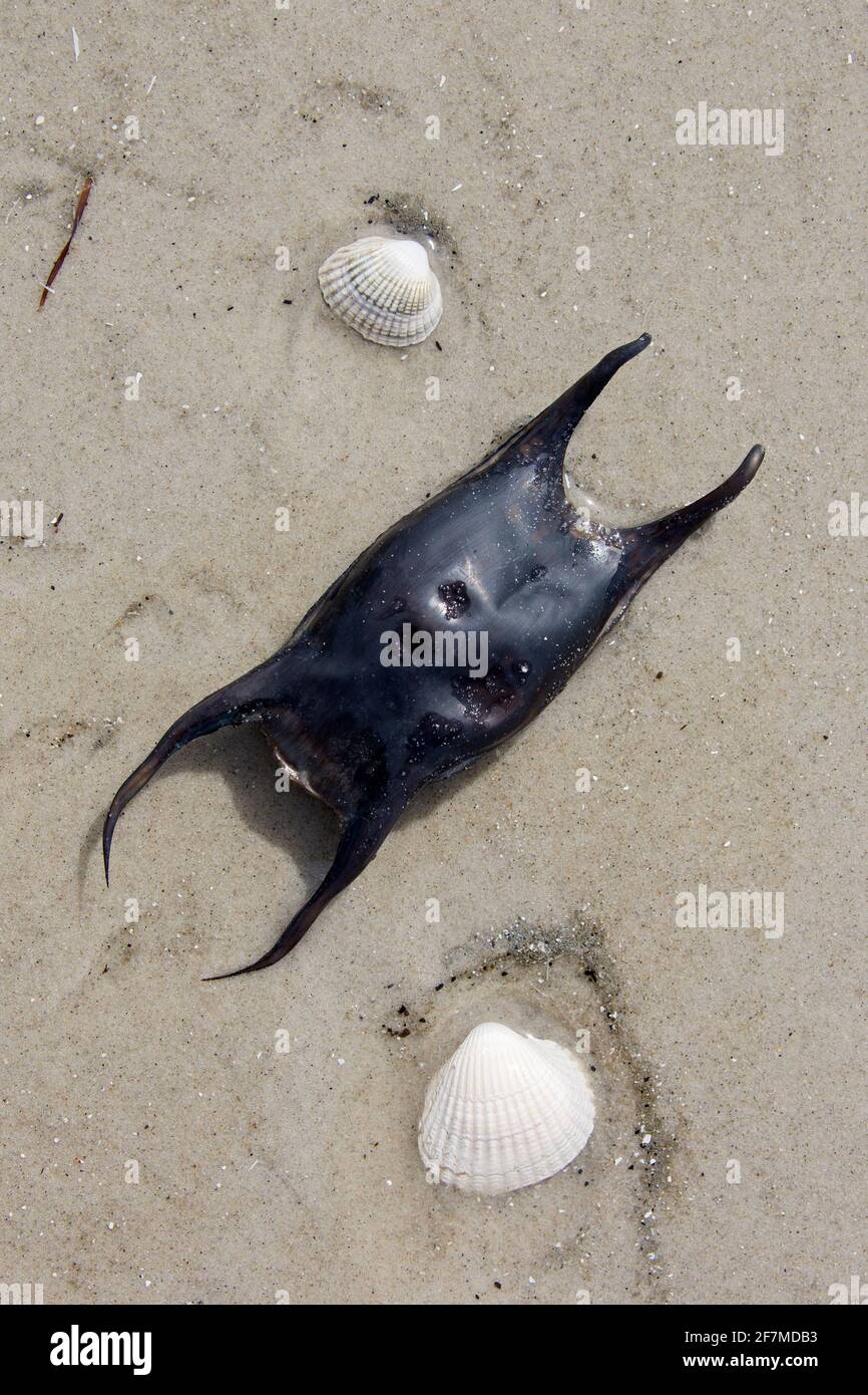 Rayon de la mule (Raja undulata), caisse d'œufs / coquille d'œuf / sac à main de la sirène lavé à terre sur la plage Banque D'Images