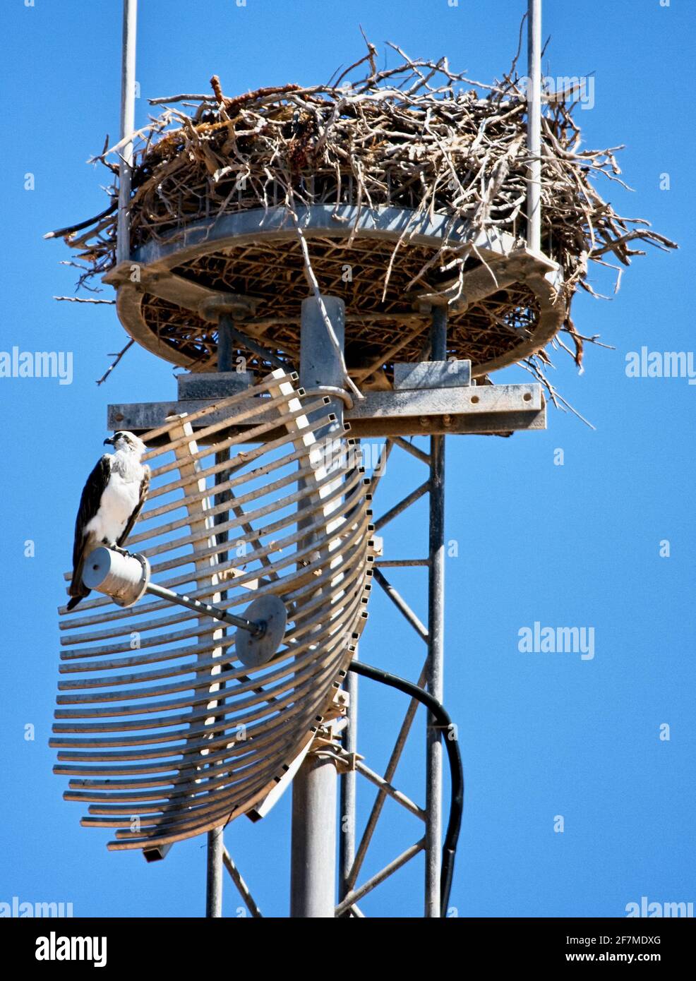Osprey Pandion haliatus à son énorme plate-forme de nid sur un La tour des télécommunications en Australie occidentale Banque D'Images