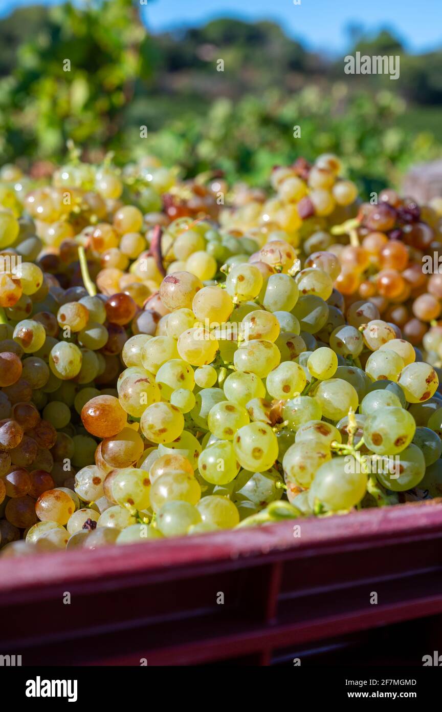 Début du processus de fabrication du vin, récolte du raisin blanc Vermentino ou Rolle sur les vignobles des Côtes de Provence, région Provence, sud de la France c Banque D'Images