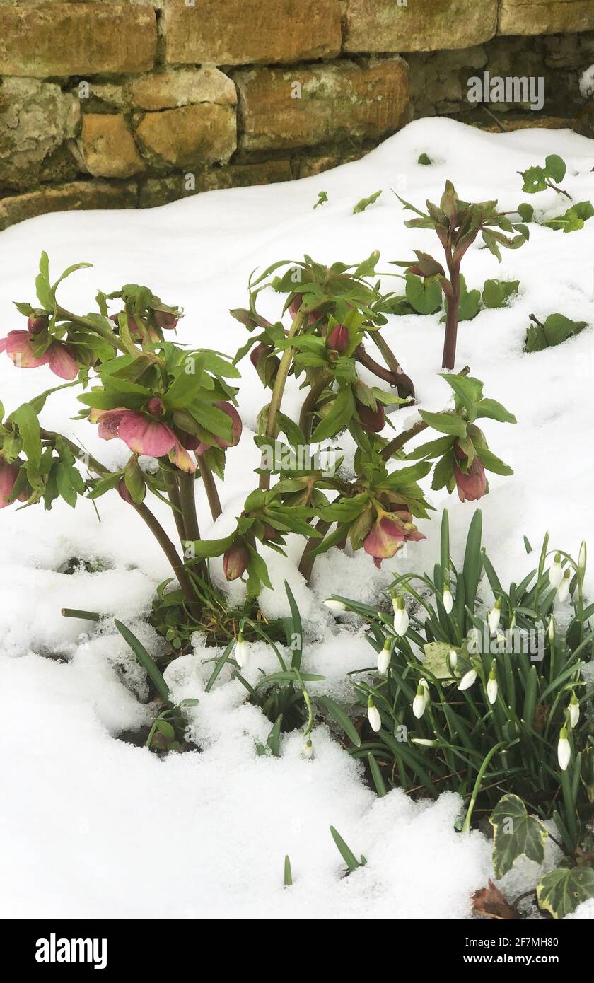 Les hellébores et les gouttes de neige survivent à une chute de neige Banque D'Images