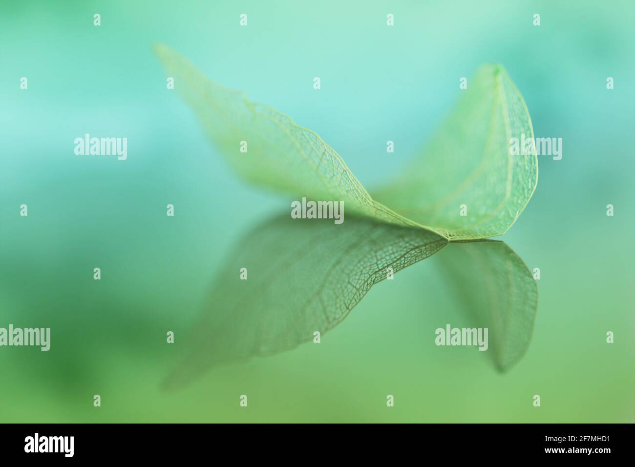 feuille de squelette. Feuille verte squeletonisée avec réflexion sur un arrière-plan bleu-vert flou. Magnifique papier peint. Texture naturelle des feuilles Banque D'Images