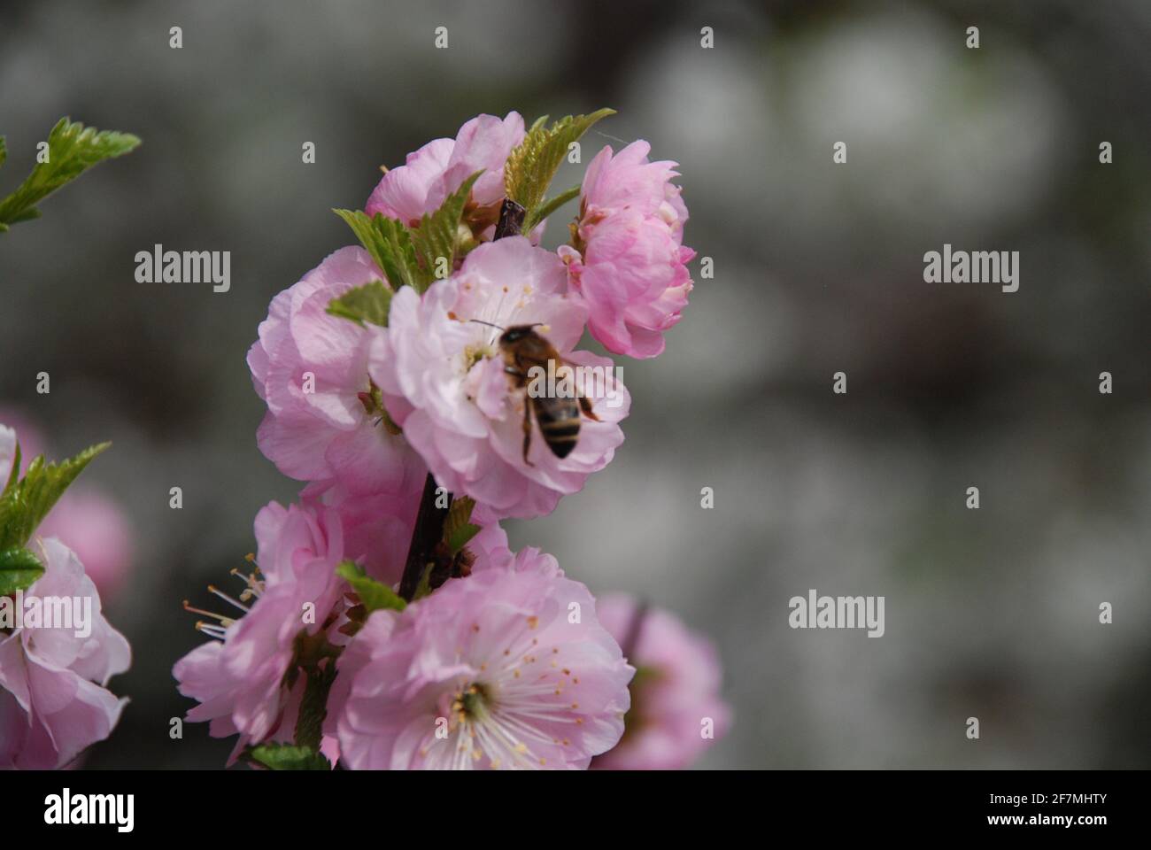 Amandes en fleur, amygdalus, amandes, fleurs roses, amandes, Banque D'Images