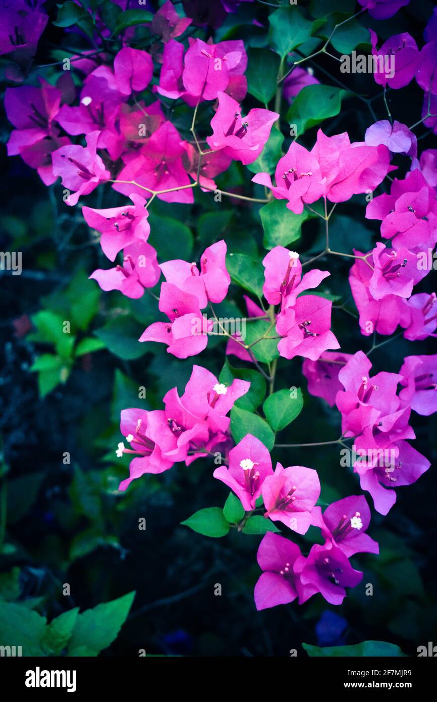 Bougainvillea fleurit avec des feuilles vertes et des rayons de soleil de derrière Banque D'Images