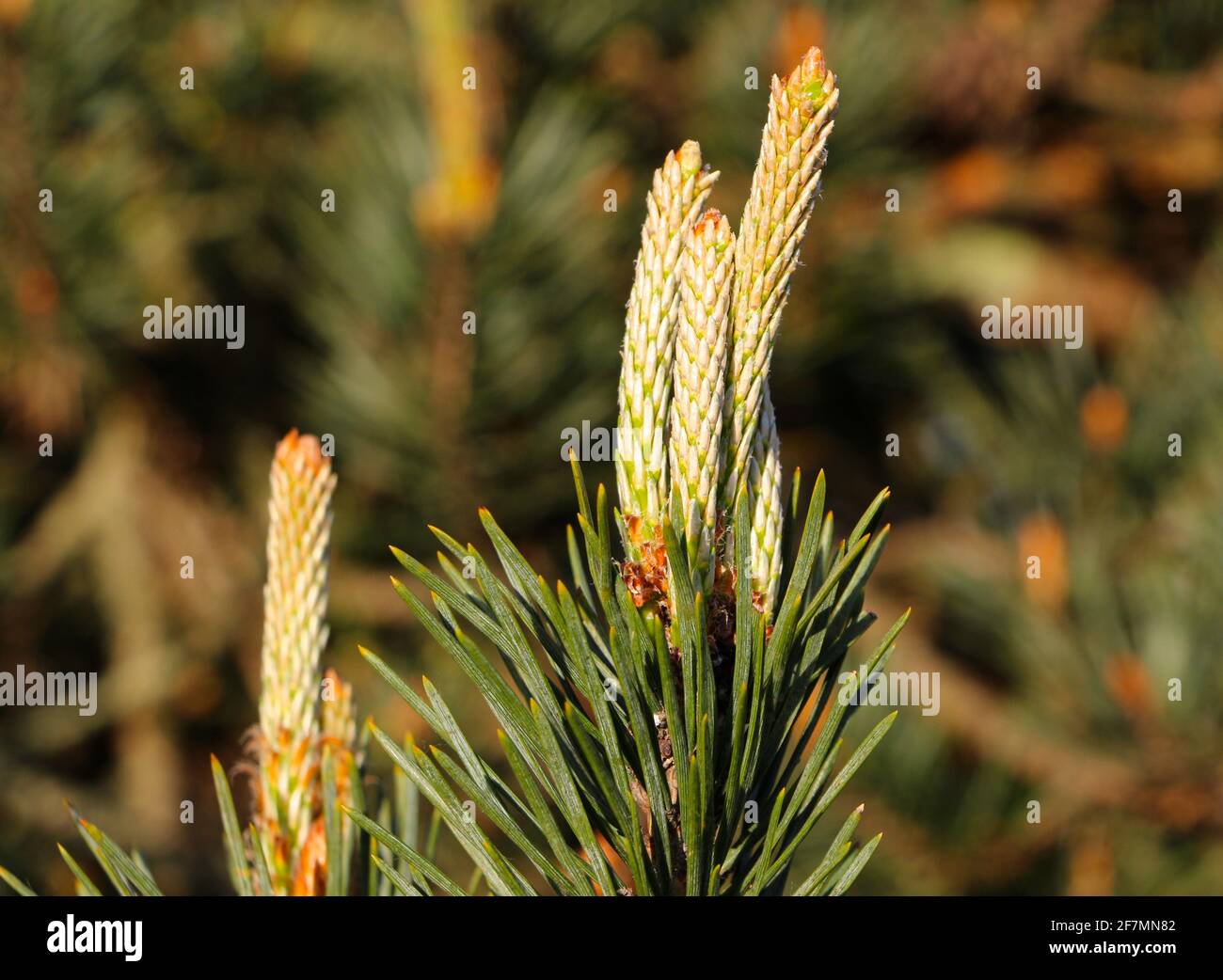 Pinus sylvestris PIN écossais avec nouvelle croissance gros plan Santander Cantabria Espagne soleil de printemps Banque D'Images