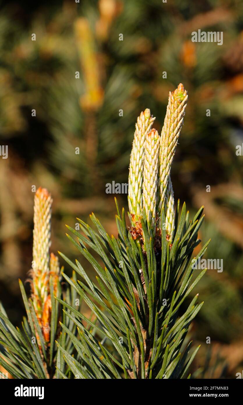 Pinus sylvestris PIN écossais avec nouvelle croissance gros plan Santander Cantabria Espagne soleil de printemps Banque D'Images