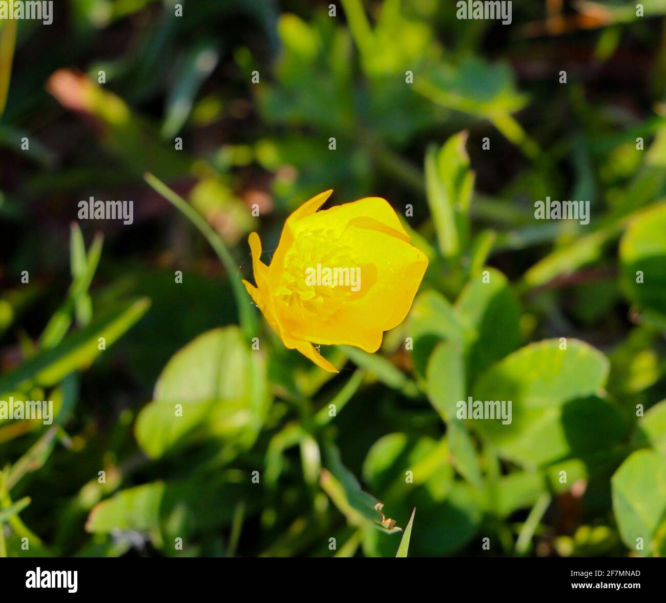 Ranunculus repens une tasse de beurre rampant en gros plan avec une de Concentrez-vous sur un fond naturellement éclairé sur un matin ensoleillé de printemps Santander Cantabrie Espagne Banque D'Images