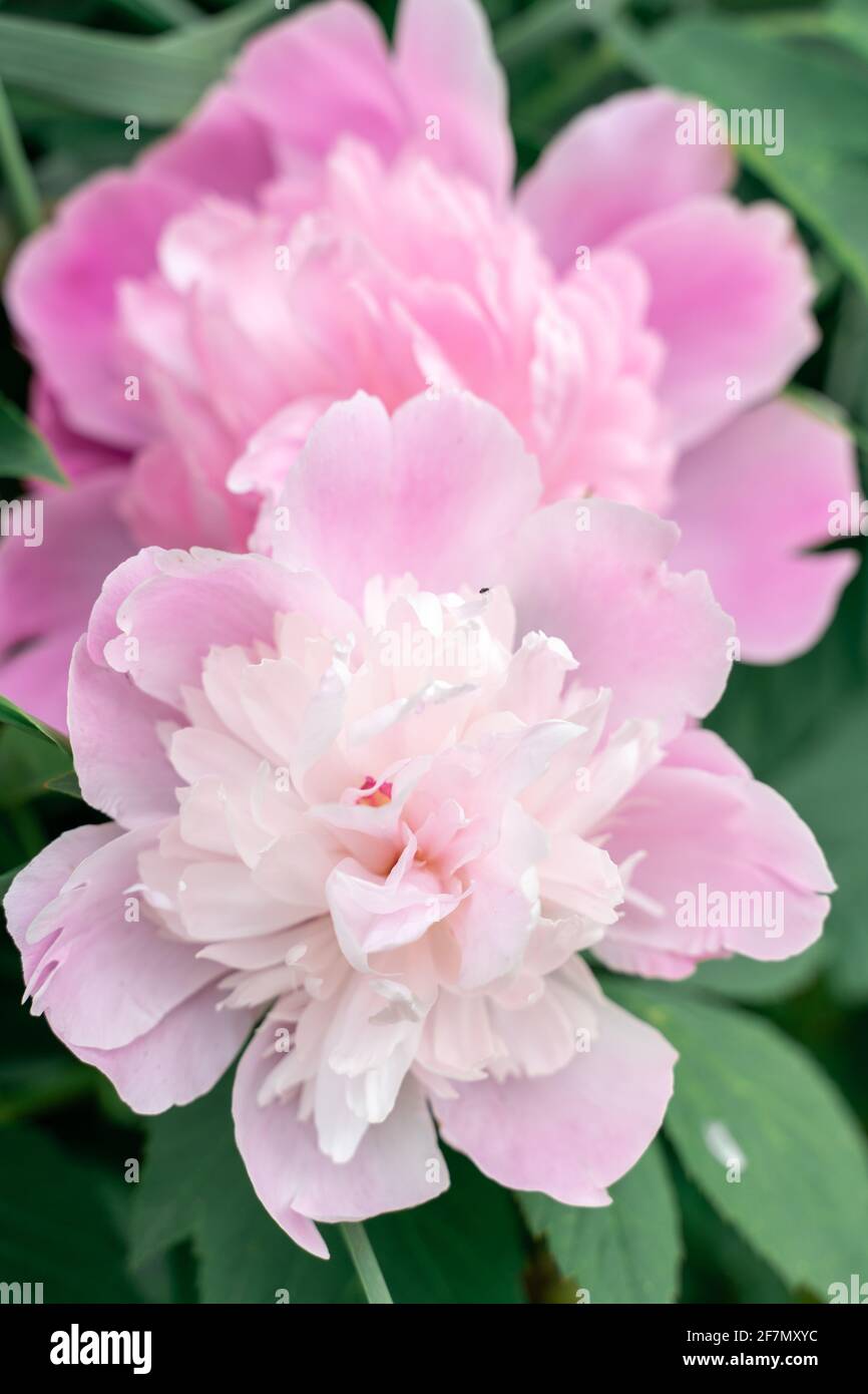 grandes fleurs de pivoines doubles roses de près. Banque D'Images