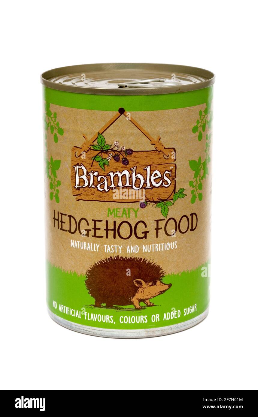 CAN de nourriture Hedgehog Banque D'Images