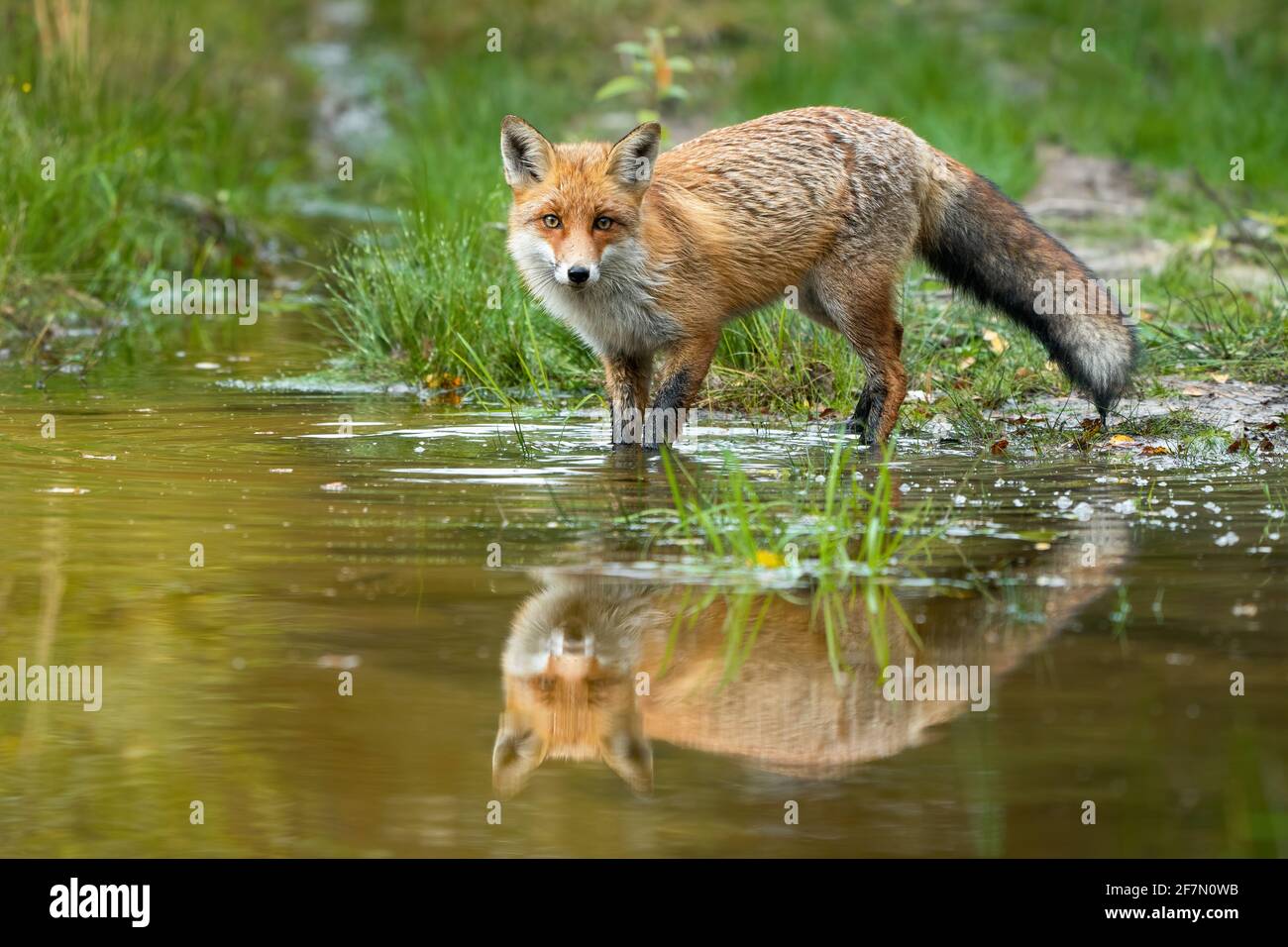 Renard roux barbotant dans l'eau avec réflexion dans la nature estivale Banque D'Images