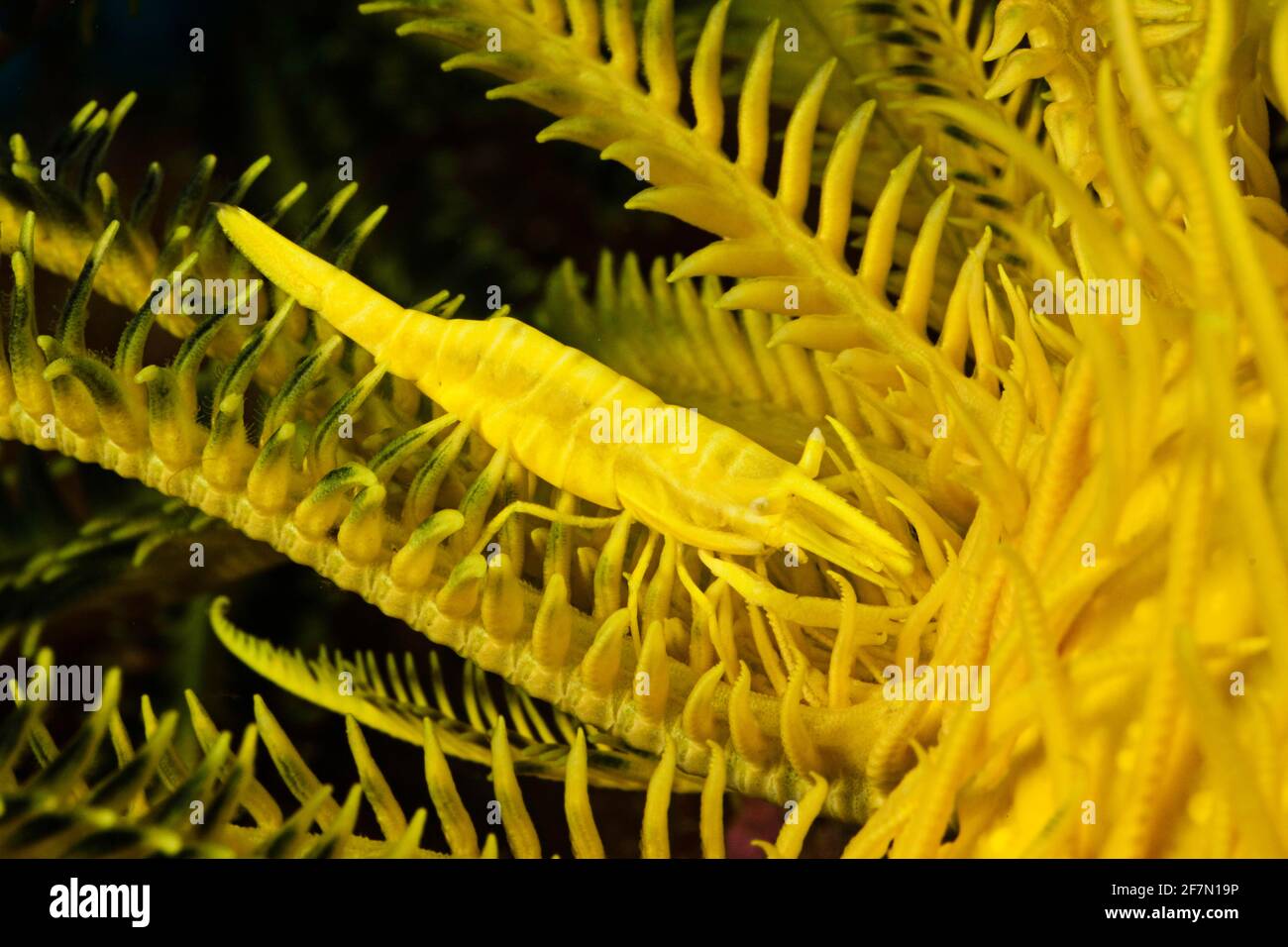 Une crevette commensale jaune, Periclilènes amboinensis, sur un crinoïde correspondant, Comanthus bennetti (Philippines). Banque D'Images