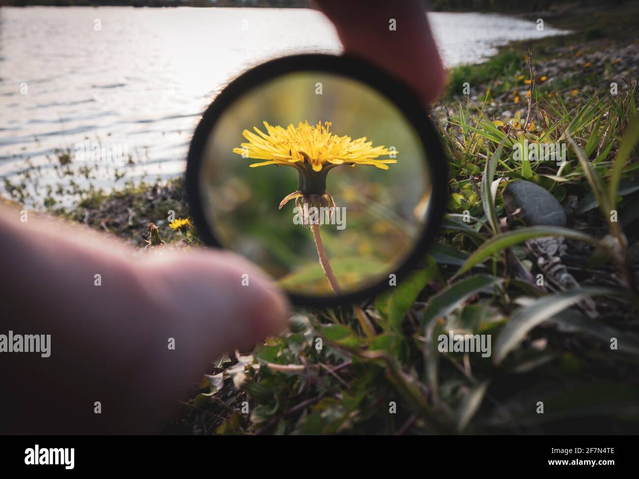 Observation de la fleur de pissenlit jaune par le bord du lac, l'agrandissant avec le filtre de lentille de photo pour la rendre plus grande Banque D'Images
